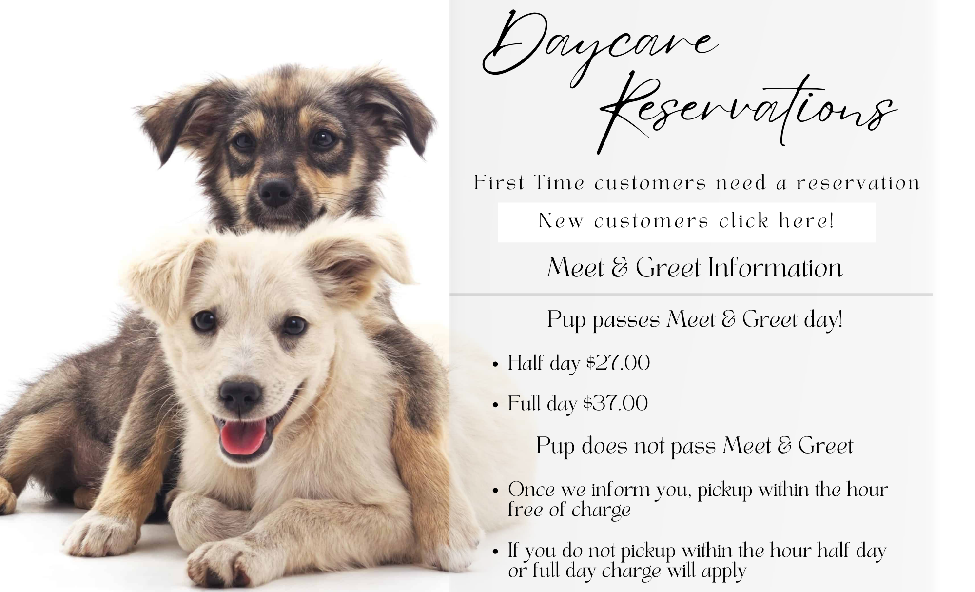 Unleashed doggy daycare 2025